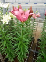 [5063 Lady Luck No02.JPG]